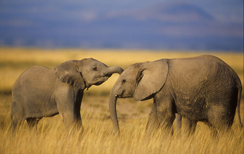 Fornasetti Elephants